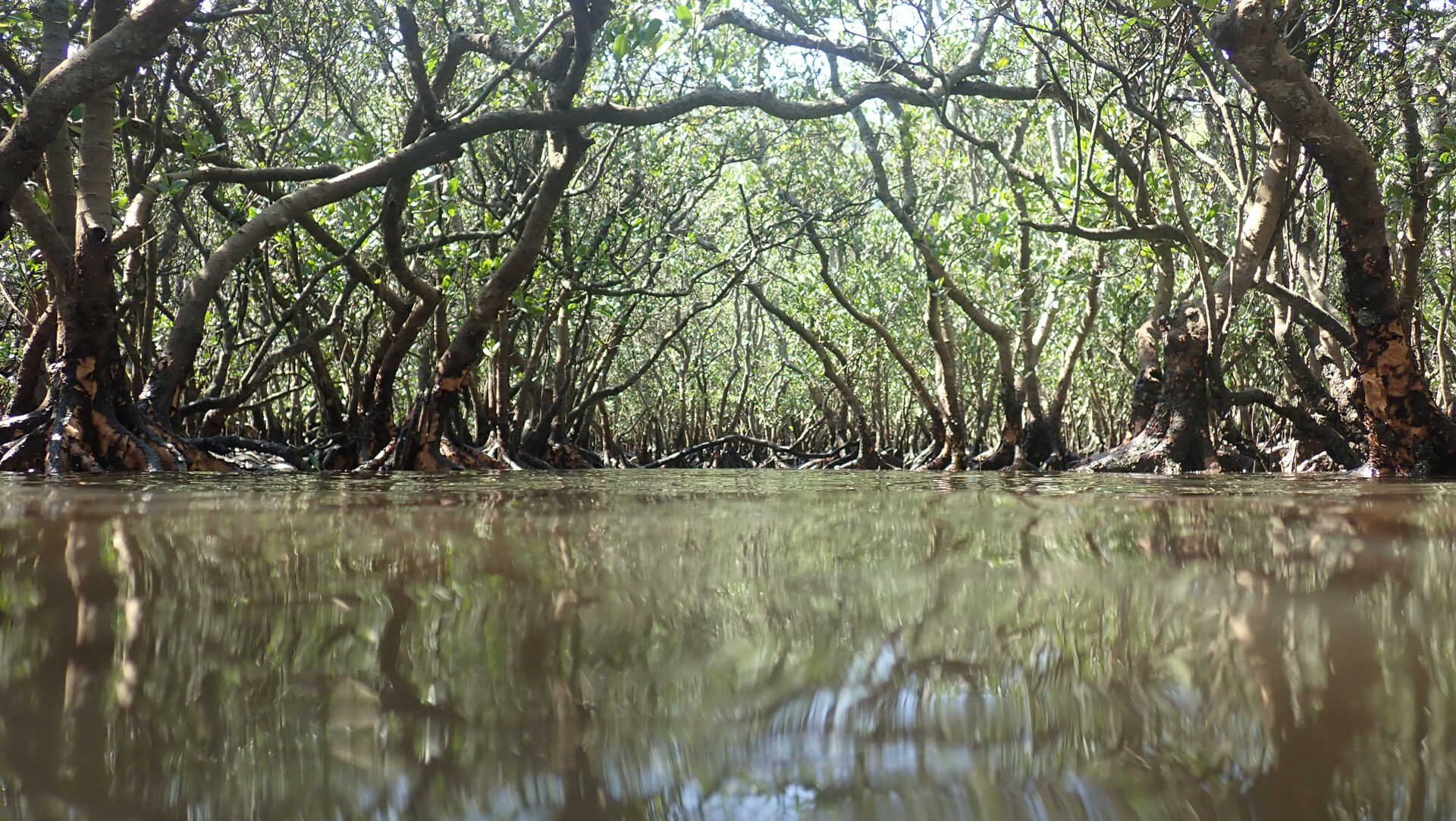 Mangrove ecosystems' struggle to remain | Croucher Foundation