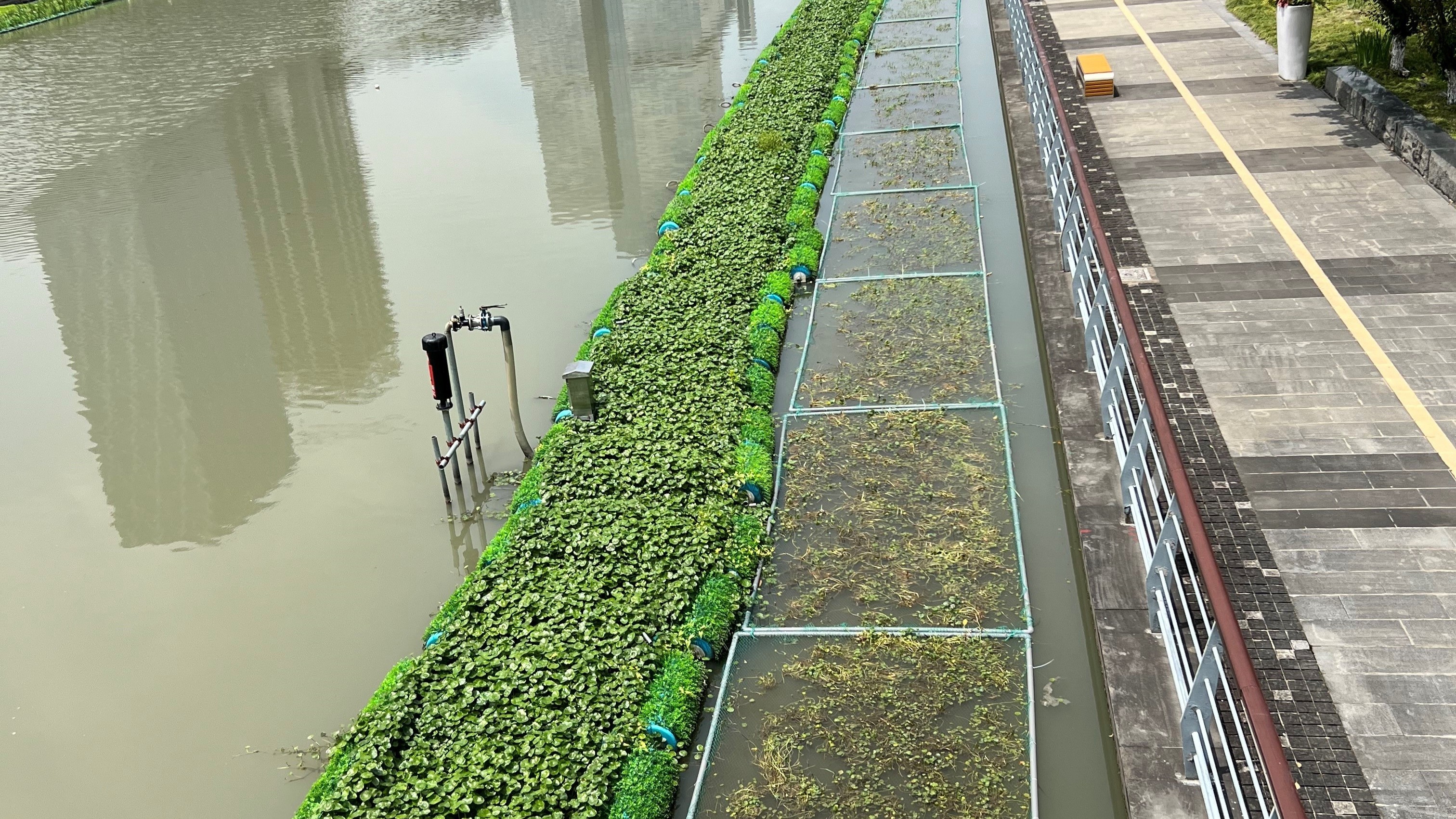 Floating a nature-based solution | Croucher Foundation