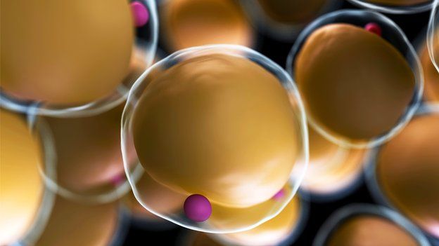Proteomic and functional interrogation of fat storage organelle heterogeneity